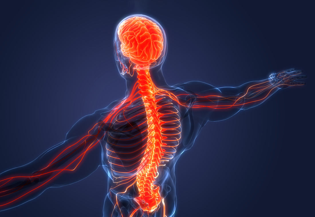 Eine grafische Darstellung eines Menschen mit Gehirn, Nervenbahnen und Skelett in der Rückansicht