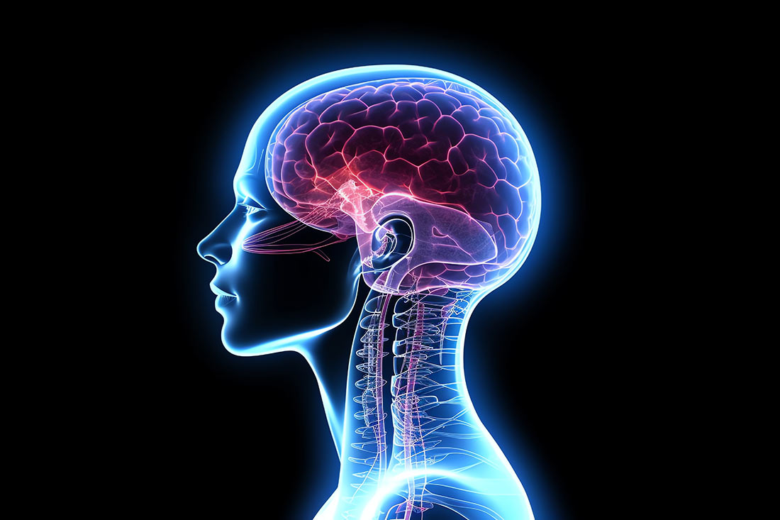 Eine grafische Darstellung der Seitenansicht des Kopfes eines Menschen mit Gehirn und Skelett