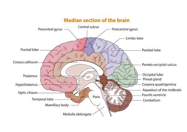 Querschnitt-Abbildung Gehirn zum Thema Schädel Hirn Trauma