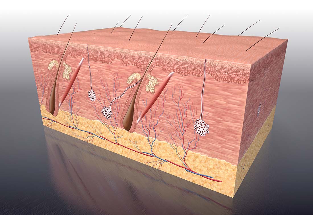 Grafische Darstellung der Haut im Querschnitt mit Epidermis (Oberhaut), Dermis (Lederhaut) sowie das darunterliegende Gewebe zeigt